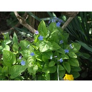 omphalodes verna moench