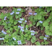 omphalodes verna moench