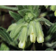 onosma arenaria waldst. et kit. subsp. pennina braun-blanq.