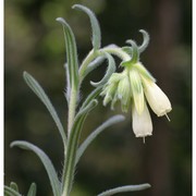 onosma echioides l.