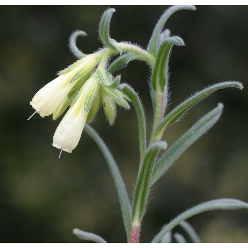 onosma echioides l.