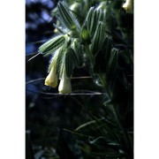 onosma fastigiata (braun-blanq.) lacaita