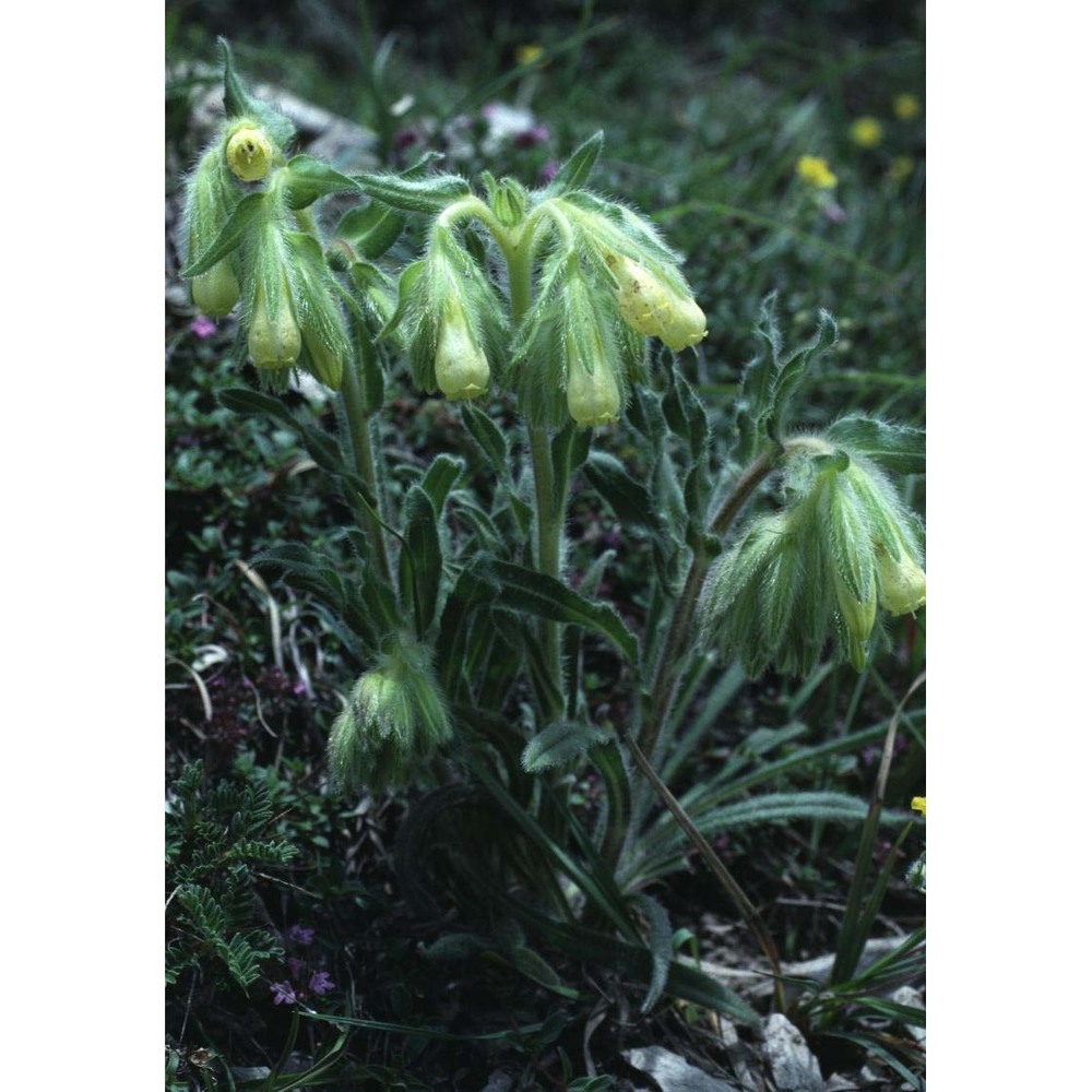 onosma fastigiata (braun-blanq.) lacaita