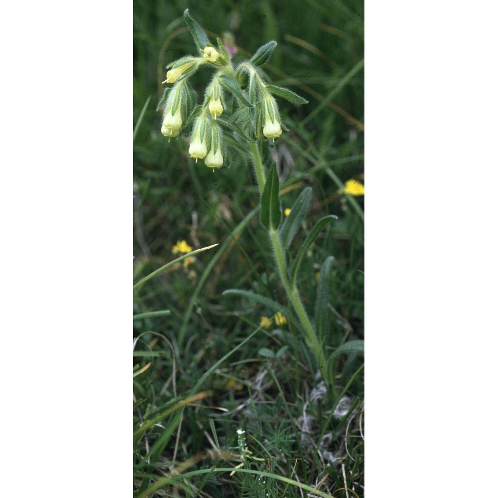 onosma fastigiata (braun-blanq.) lacaita