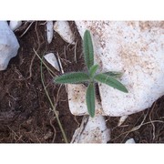 onosma visianii clem.