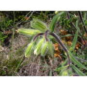 onosma visianii clem.