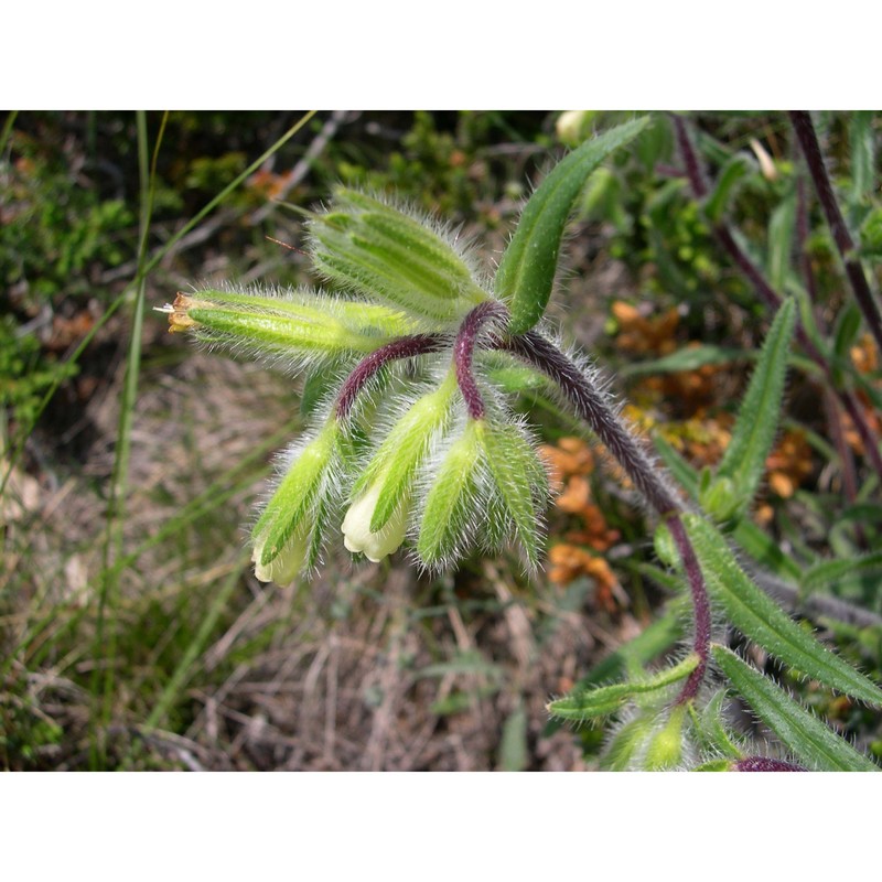 onosma visianii clem.