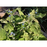 pentaglottis sempervirens (l.) l. h. bailey