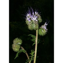 phacelia tanacetifolia benth.