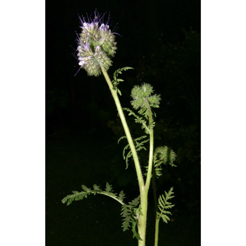 phacelia tanacetifolia benth.