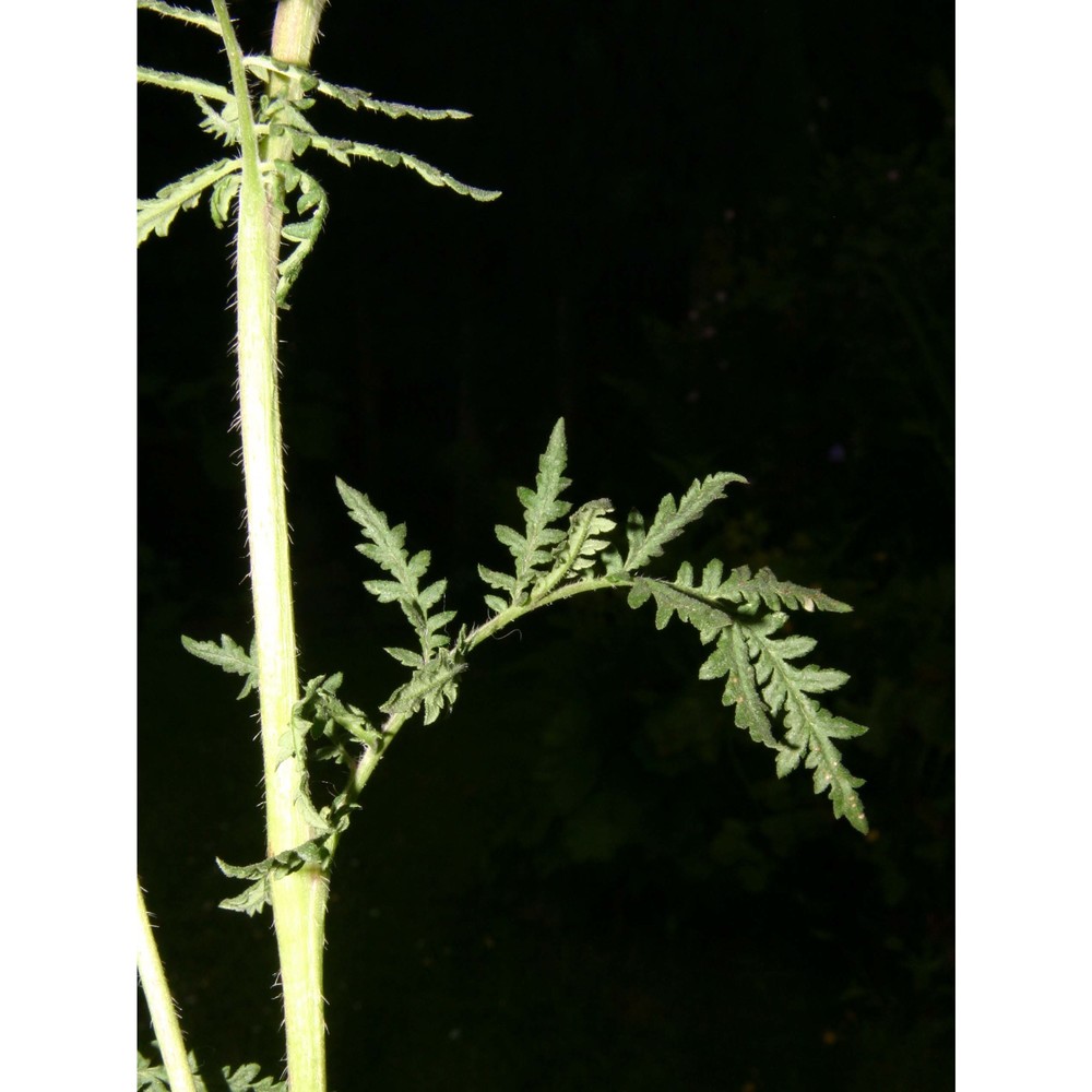 phacelia tanacetifolia benth.