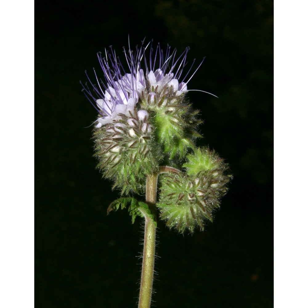 phacelia tanacetifolia benth.