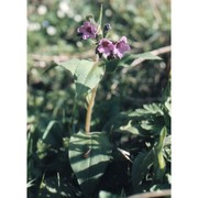 pulmonaria apennina cristof. et puppi