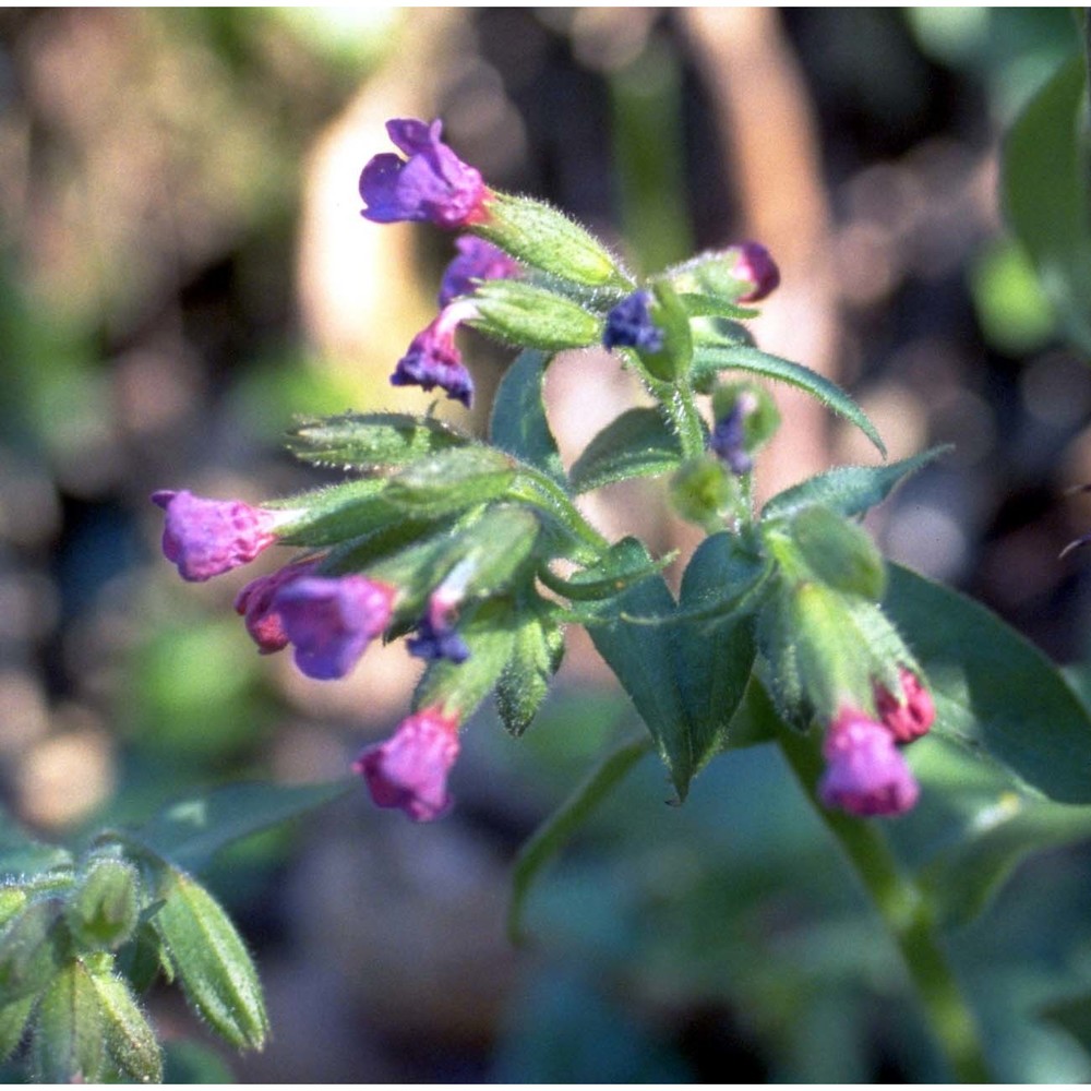 pulmonaria apennina cristof. et puppi