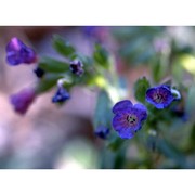 pulmonaria apennina cristof. et puppi