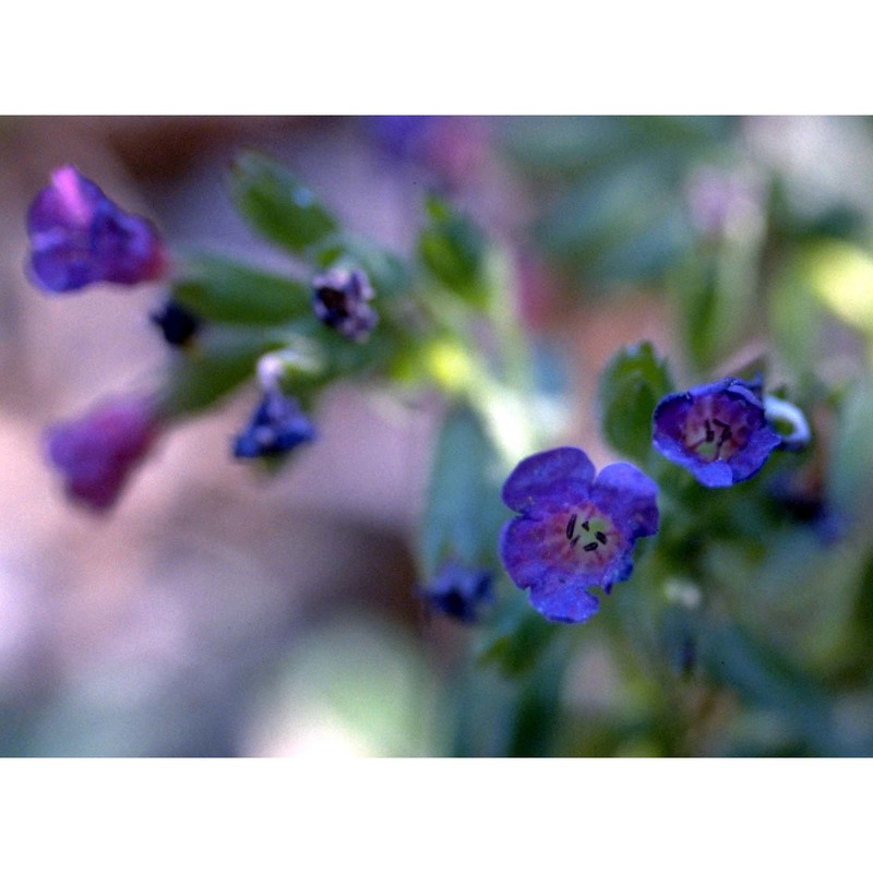 pulmonaria apennina cristof. et puppi