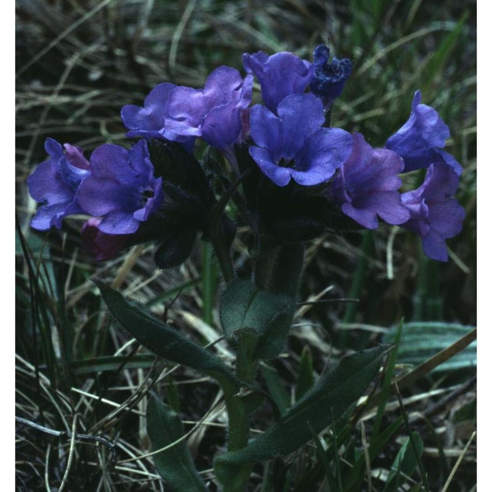 pulmonaria australis (murr) w. sauer