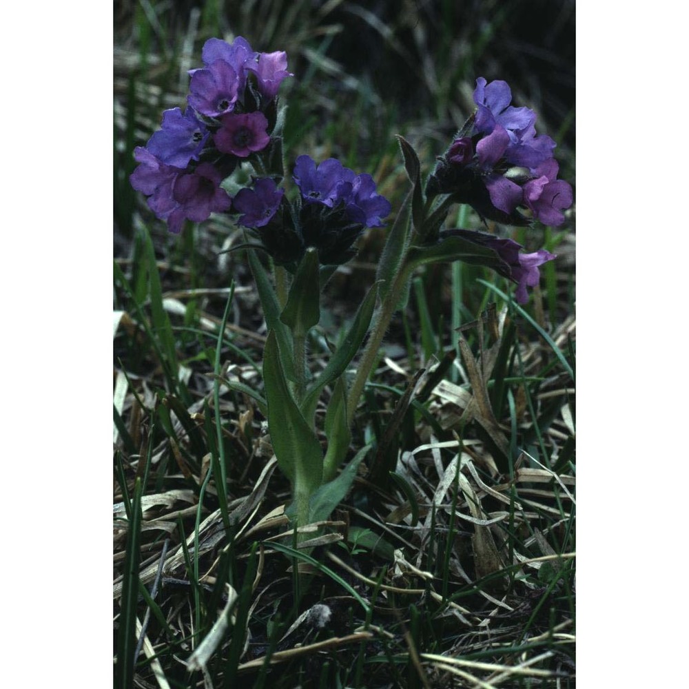 pulmonaria australis (murr) w. sauer