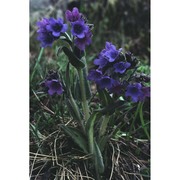 pulmonaria australis (murr) w. sauer