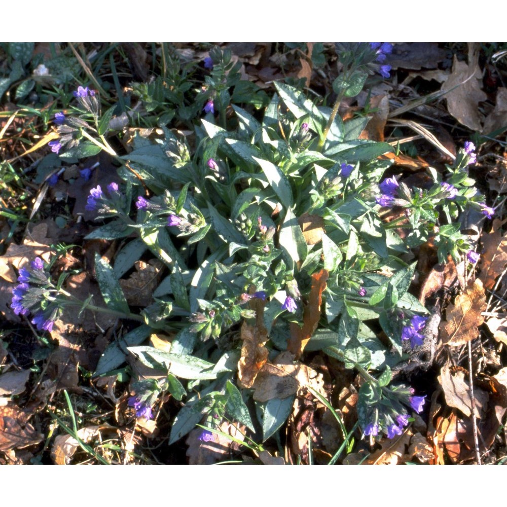 pulmonaria hirta l.