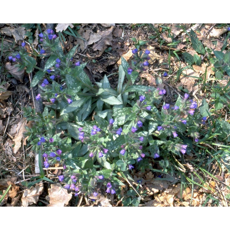 pulmonaria hirta l.