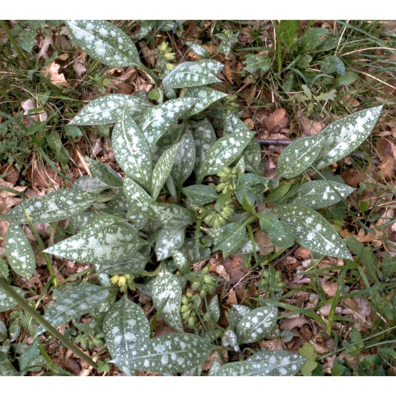 pulmonaria hirta l.