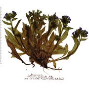 pulmonaria hirta l.