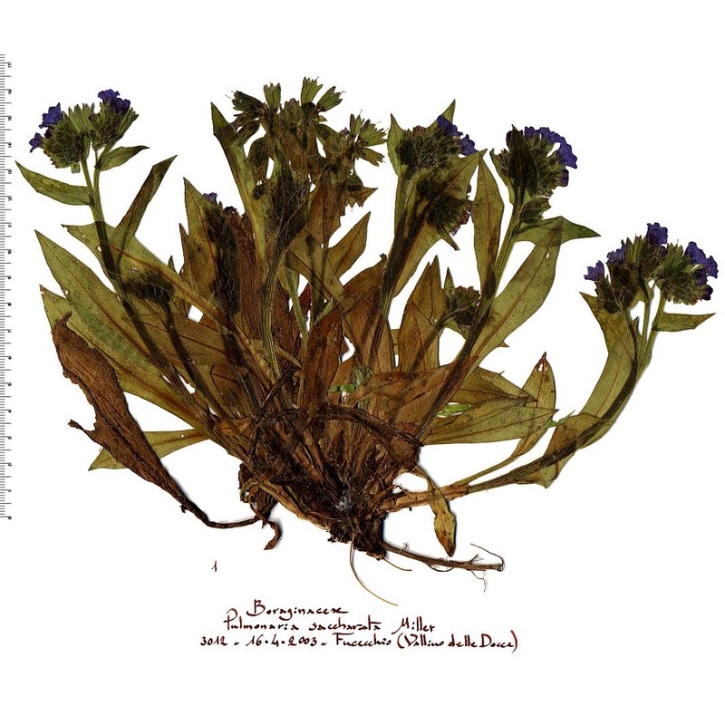 pulmonaria hirta l.