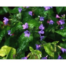 pulmonaria officinalis l.