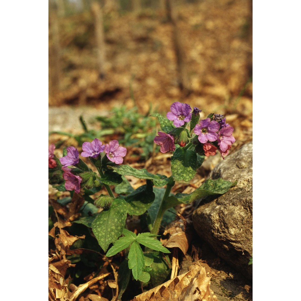 pulmonaria officinalis l.