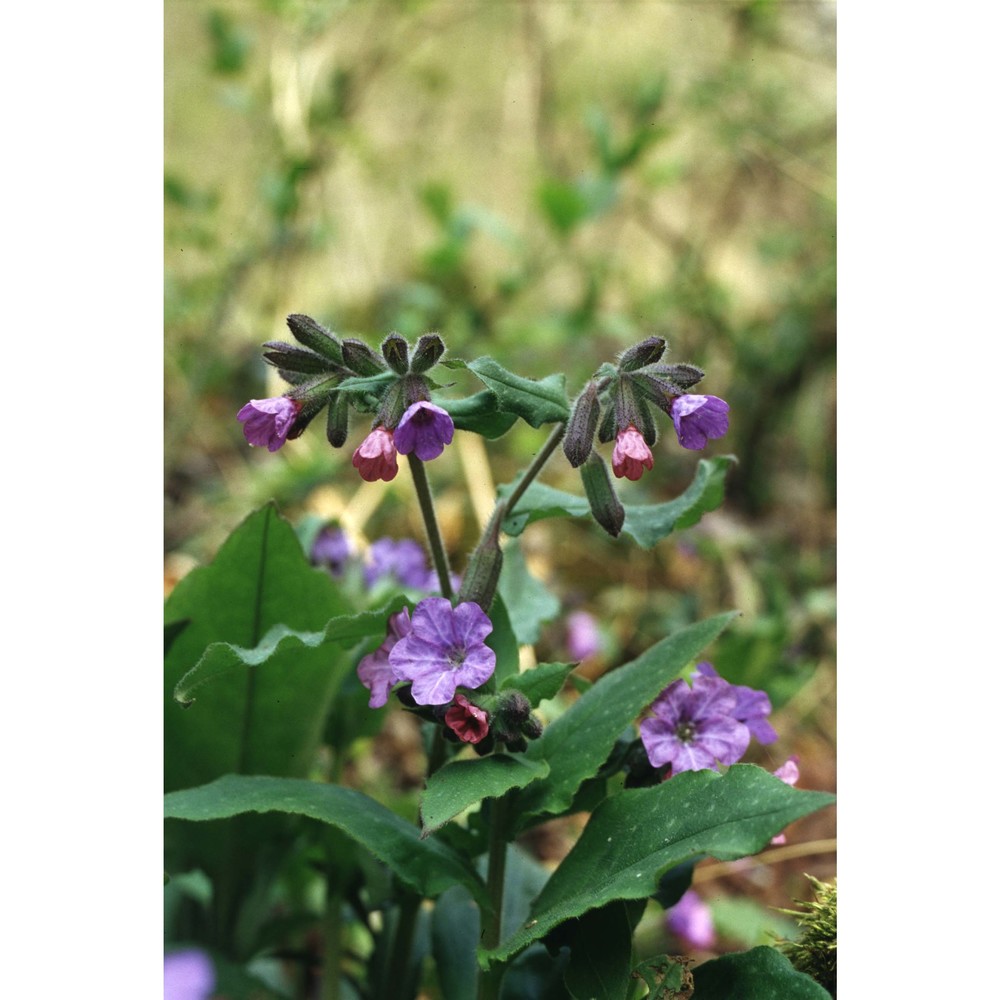 pulmonaria officinalis l.