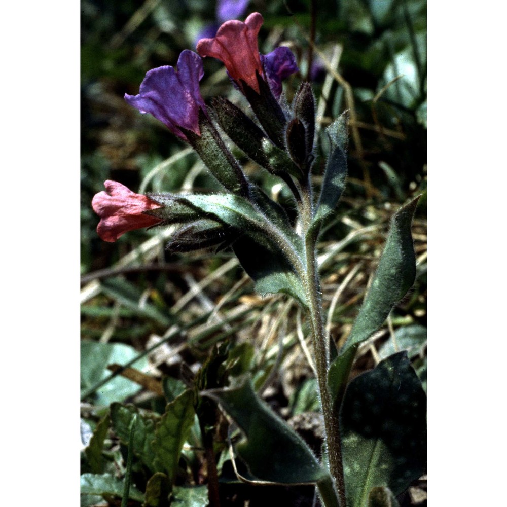 pulmonaria officinalis l.