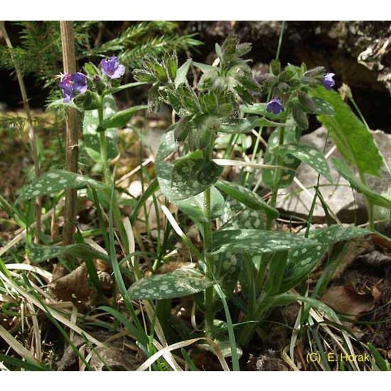 pulmonaria stiriaca a. kern.