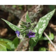 pulmonaria stiriaca a. kern.