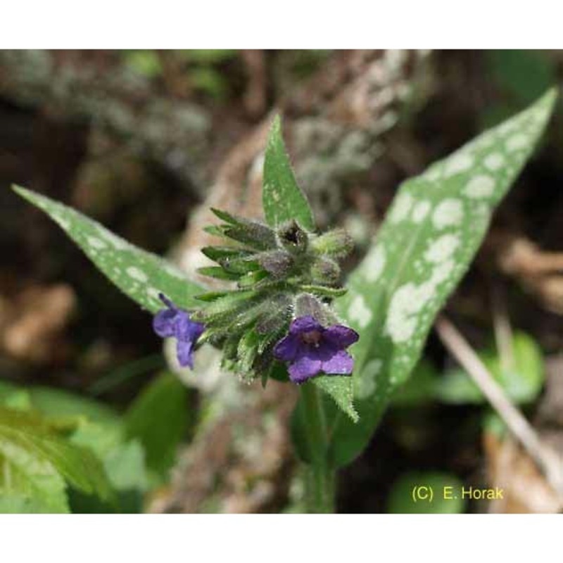 pulmonaria stiriaca a. kern.