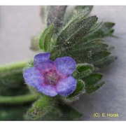 pulmonaria stiriaca a. kern.