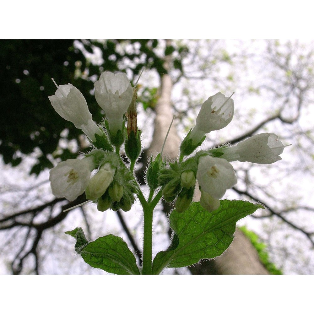 symphytum orientale l.