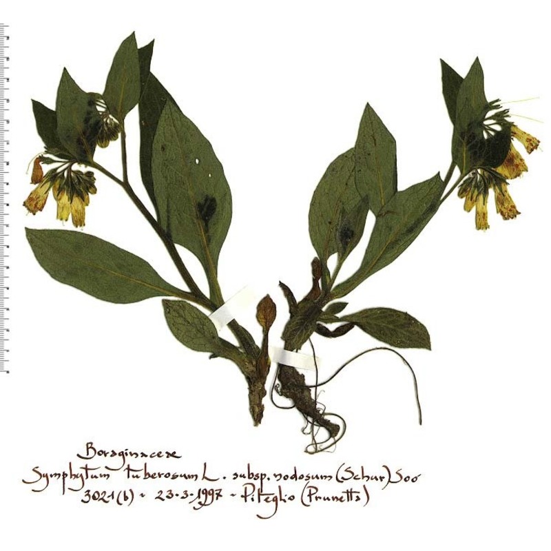 symphytum tuberosum l.