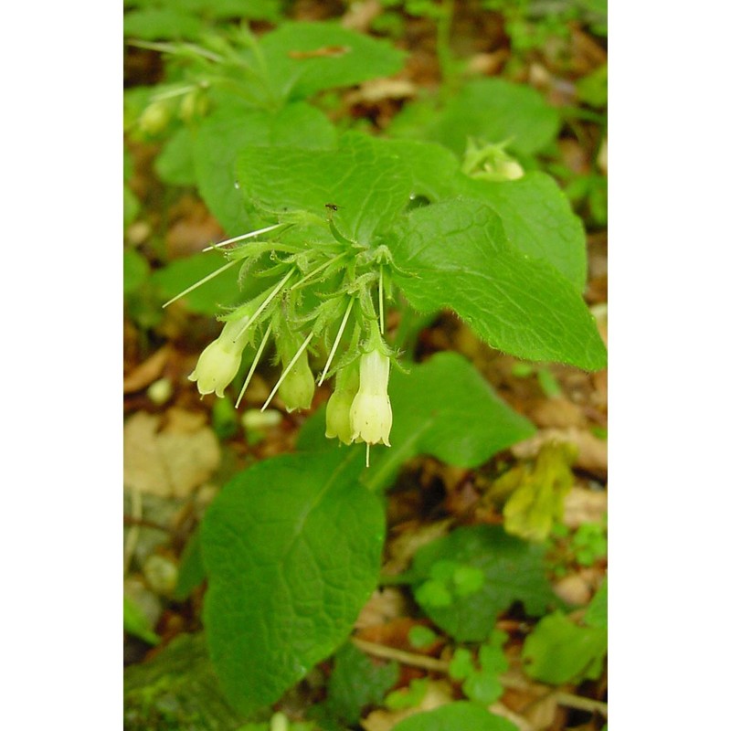 symphytum tuberosum l.