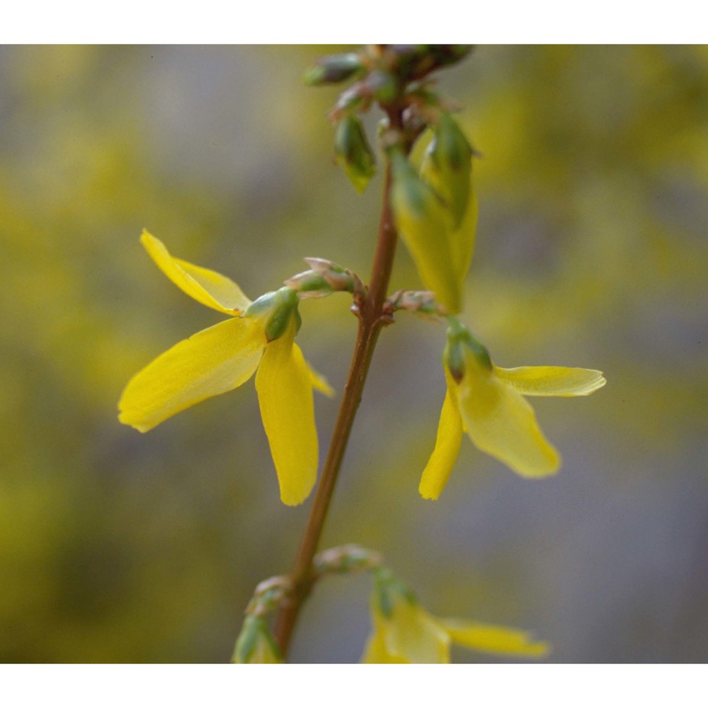 forsythia viridissima lindl.