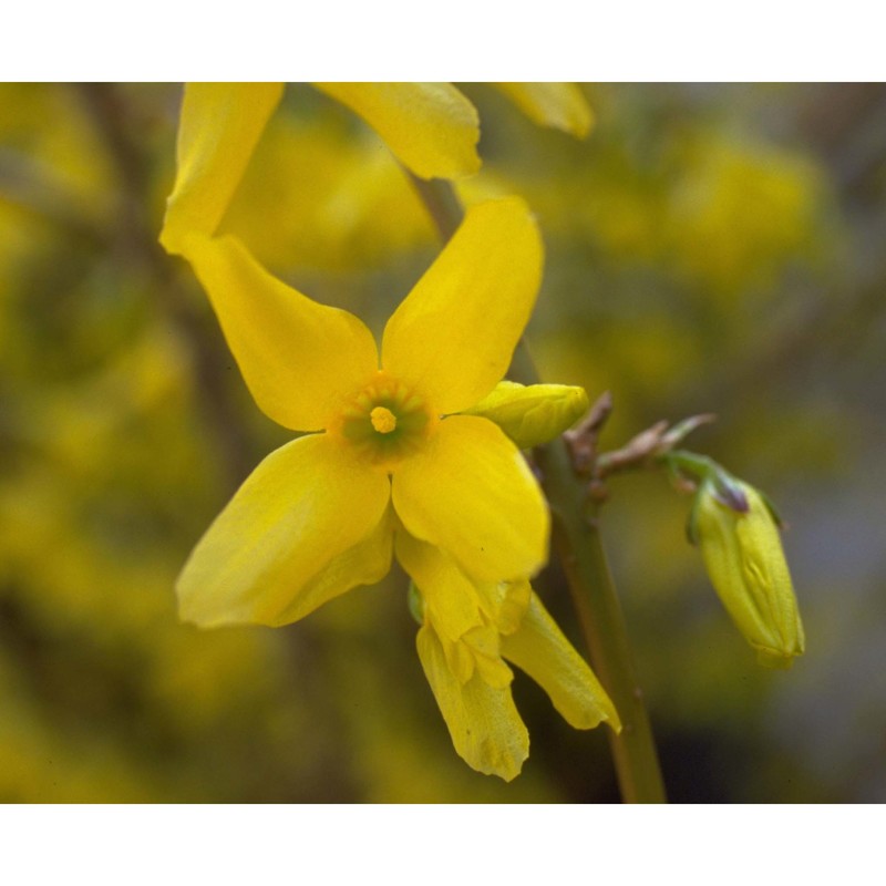 forsythia viridissima lindl.