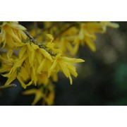 forsythia viridissima lindl.