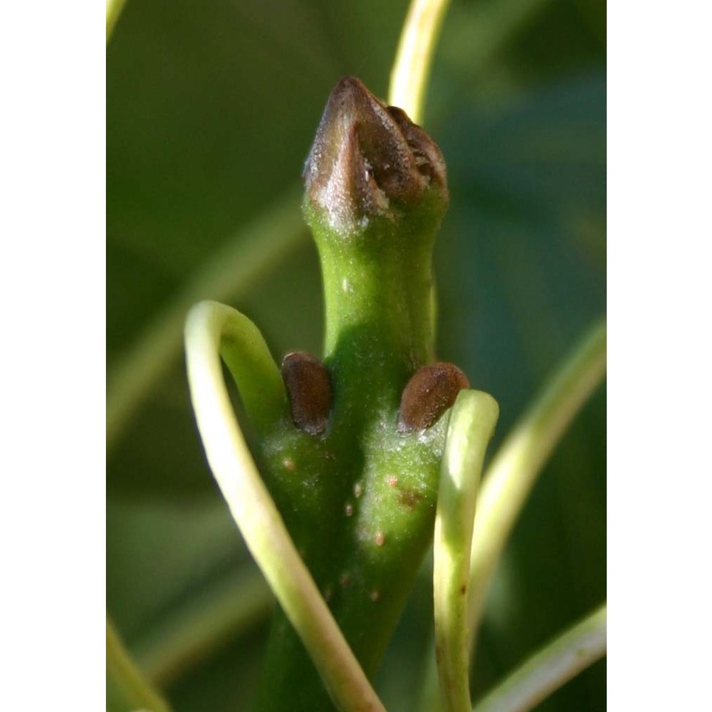 fraxinus angustifolia vahl