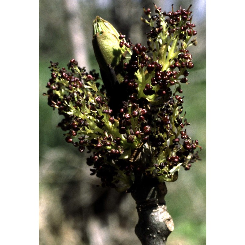 fraxinus excelsior l.