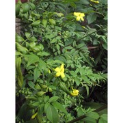 jasminum humile l.