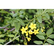 jasminum humile l.