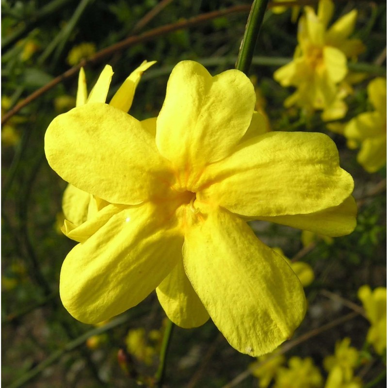 jasminum mesnyi hance