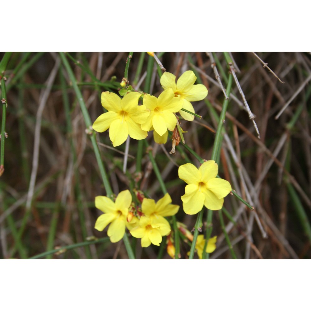 jasminum nudiflorum lindl.