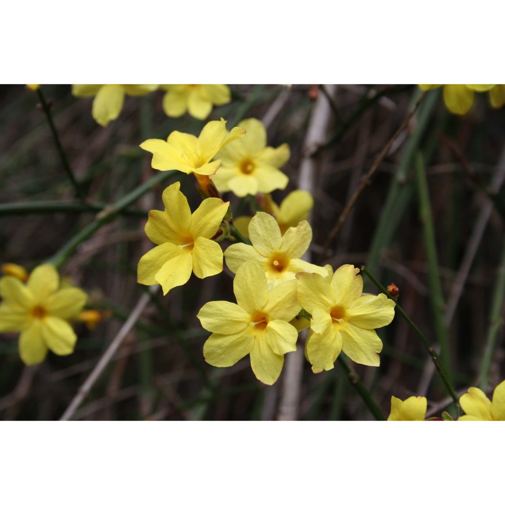 jasminum nudiflorum lindl.