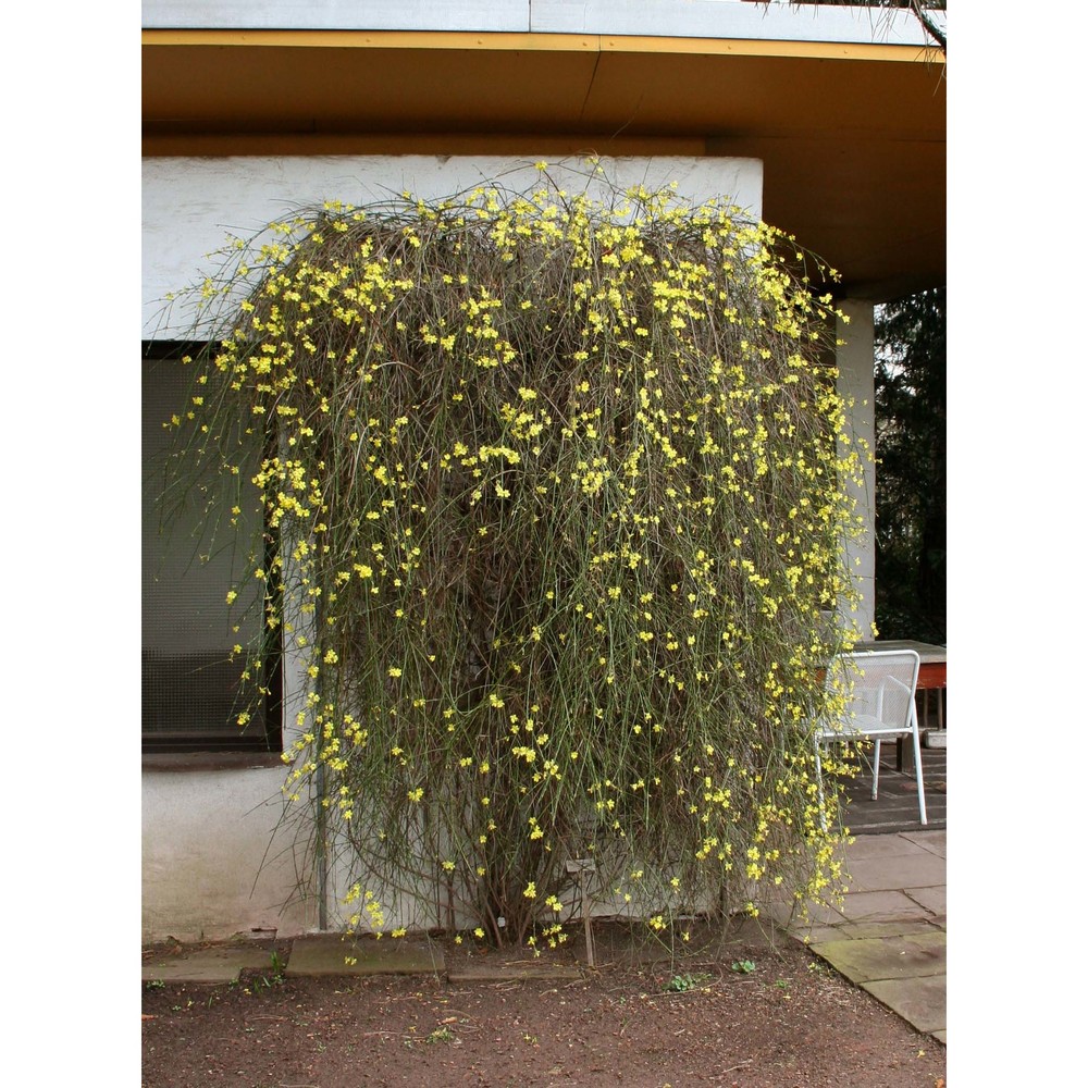 jasminum nudiflorum lindl.